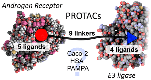 Androgen receptor Protacs molecules