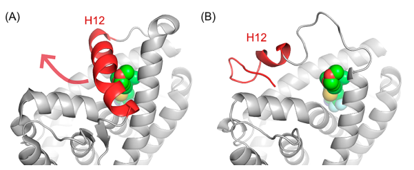 Schematic diagram of molecular docking between (A) AR and 2; (B) AR ligand SARMs1-5