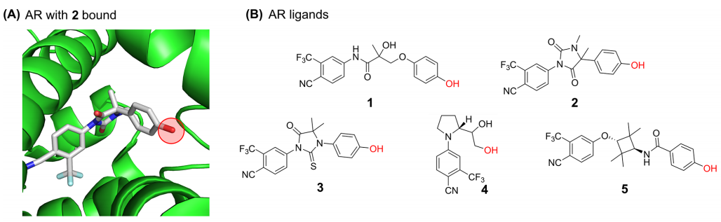 Eutectic structure of (A) AR protein (AR homologous model of PDB:2PNU); (B) with open conformation H12