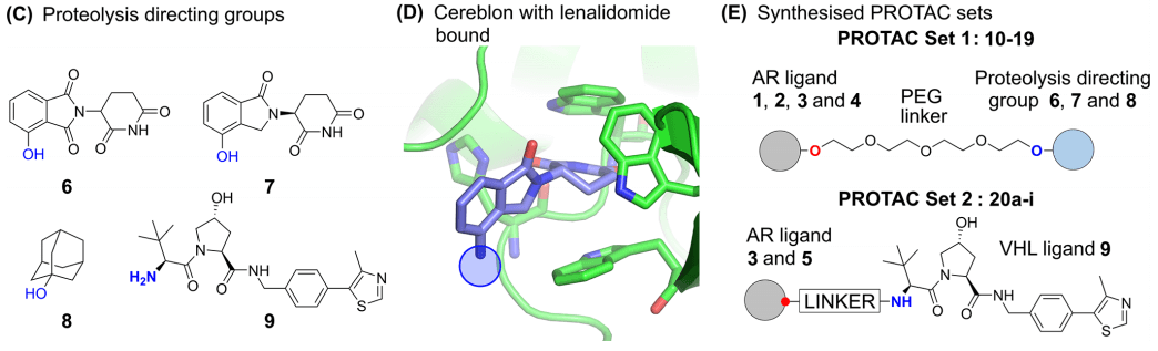 Structure, physiological characteristics and biological activity of Protac<sup>®</sup>