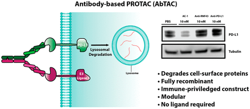 Antibody-based-Protacs.png