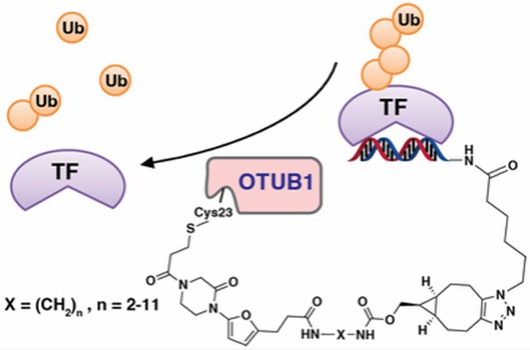 Removal of TF polyubiquitin by TF-DubTAC