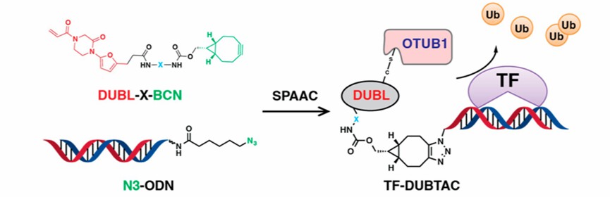 The mechanism of TF-DUBTAC