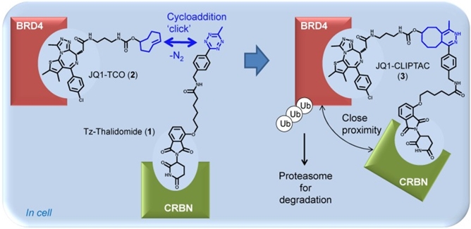 The molecular  weight of PROTAC is too large, which affects its cell permeability, solubility  and other drug properties. The complete CLIPTAC molecule was formed by the  bioorthogonal click chemistry of CLIPTAC precursor in the cell.