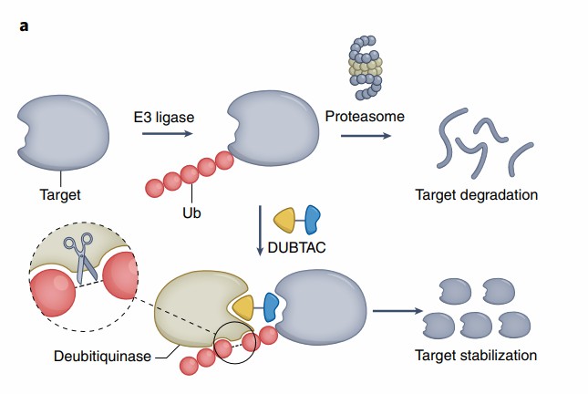 Targeted protein degradation and targeted protein stabilization