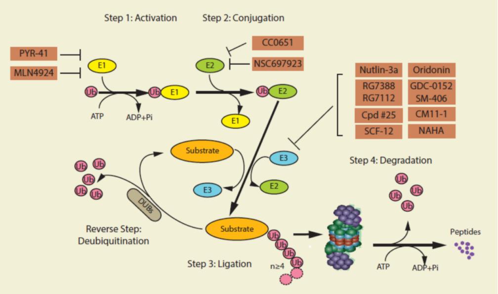 The ubiquitin-proteasome system