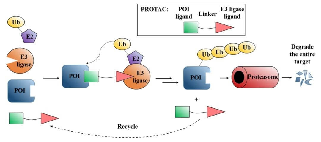 E3 Ligase Ligand-Linker Conjugate