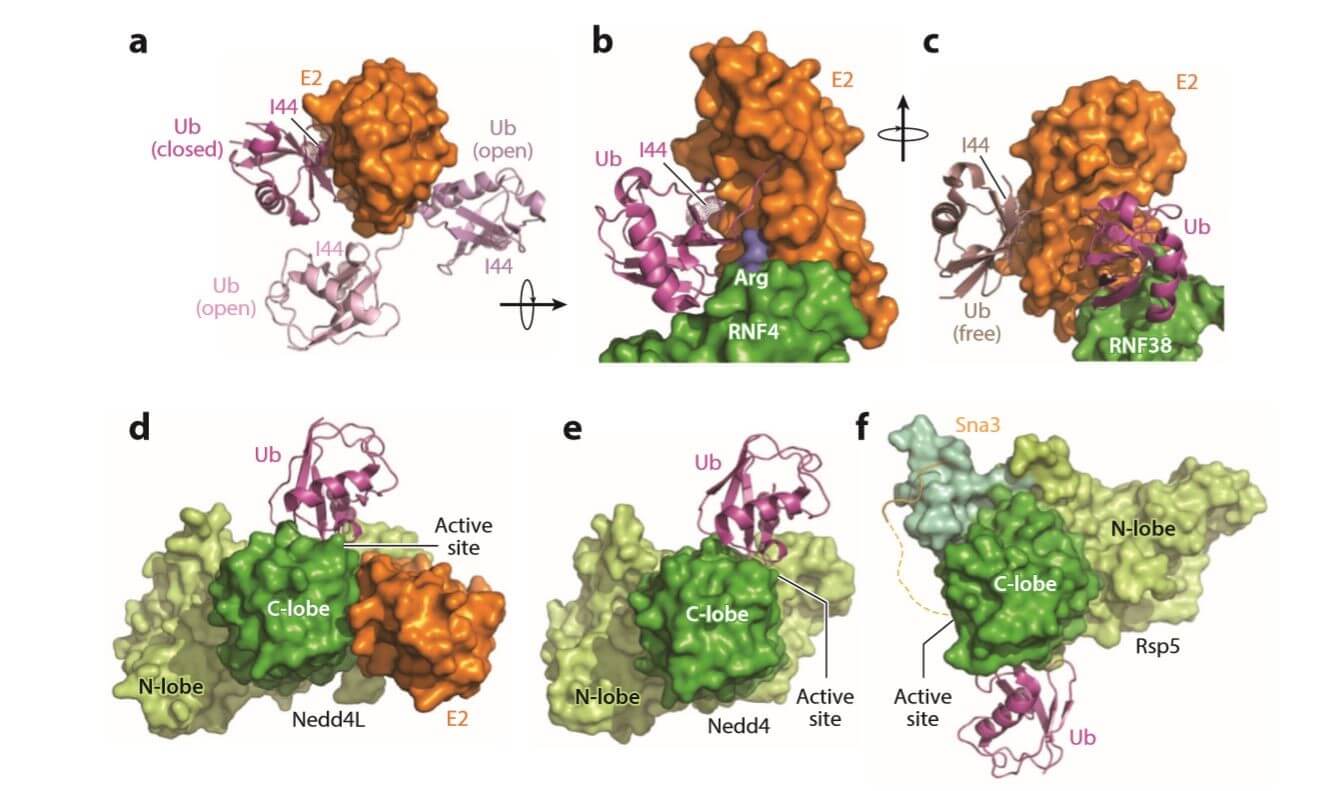 E3 Ubiquitin Ligase Activity Assay