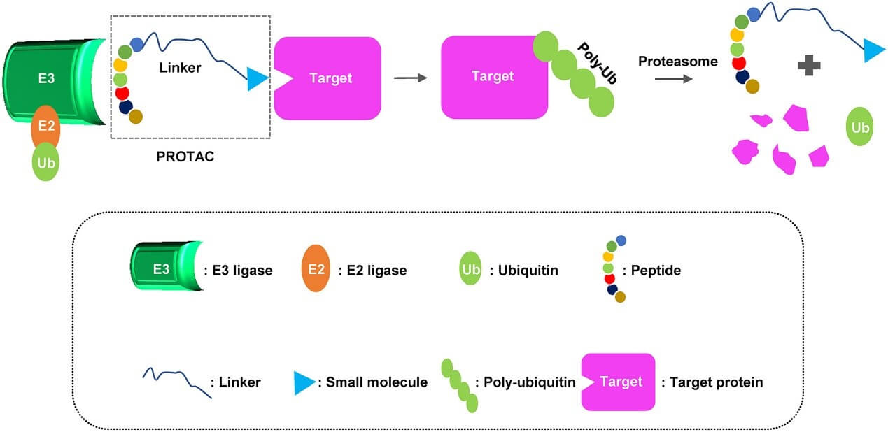 Ligand for Target Protein