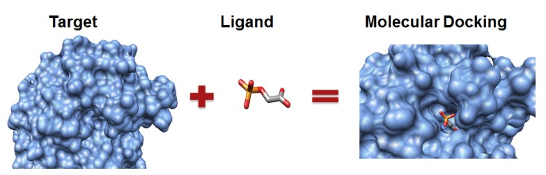 Molecular docking for protein-ligand