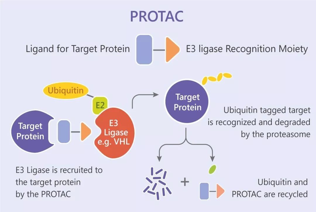 Target Protein Services