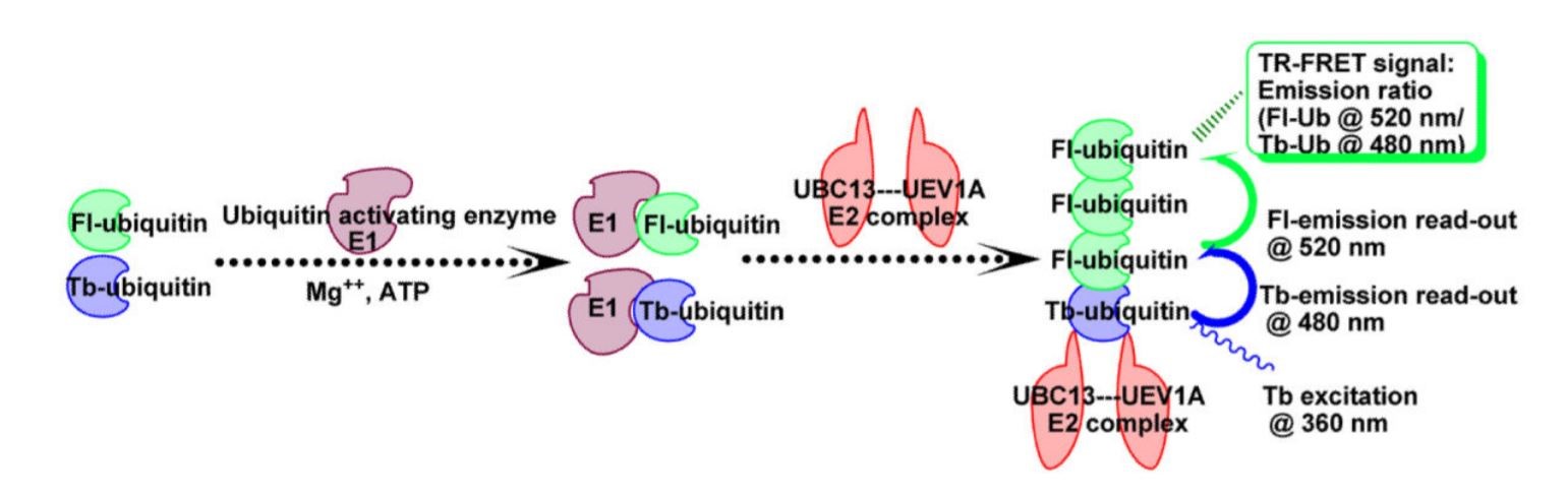 TR-FRET In-Vitro Ubiquitylation Assay